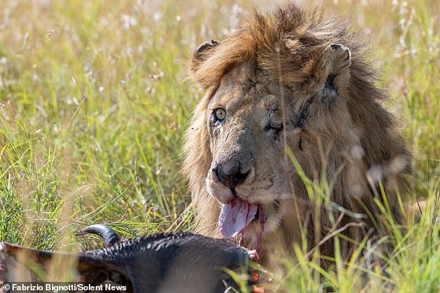 Фотография: Диснеевский Шрам существует: фотограф обнаружил одноглазого льва в Кении №1 - BigPicture.ru