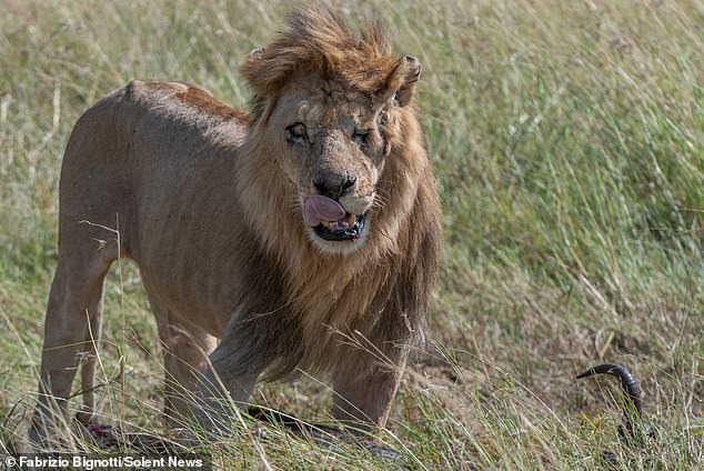 Фотография: Диснеевский Шрам существует: фотограф обнаружил одноглазого льва в Кении №5 - BigPicture.ru