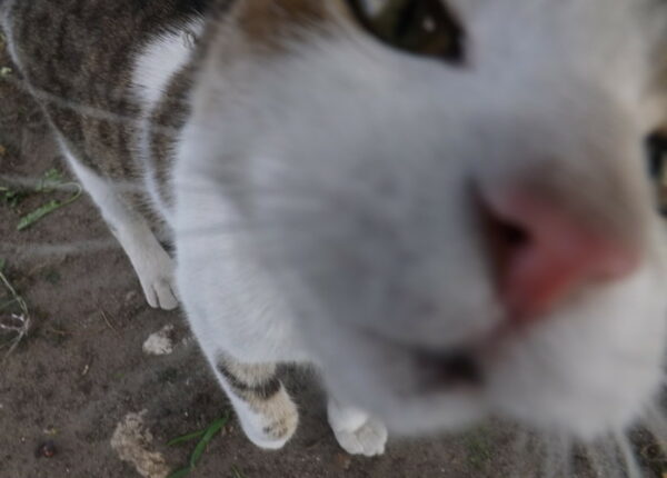 Котомания: японец выложил в сеть 20 тысяч роликов об уличных котиках, а их почти никто не смотрел