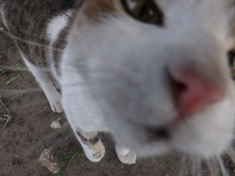 Фотография: Котомания: японец выложил в сеть 20 тысяч роликов об уличных котиках, а их почти никто не смотрел №1 - BigPicture.ru