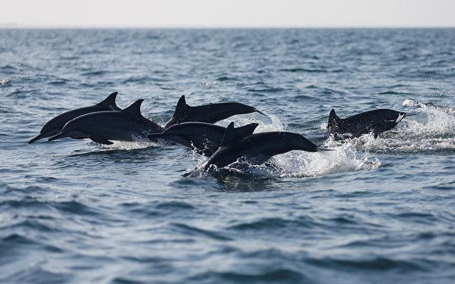Фотография: 7 неприятных фактов о дельфинах, которые изменят ваше к ним отношение №2 - BigPicture.ru