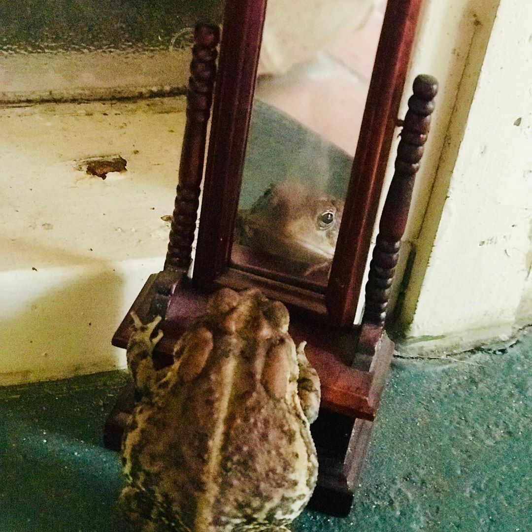Фотография: Вот и дождались: жаба Тоби — восходящая звезда интернета №3 - BigPicture.ru