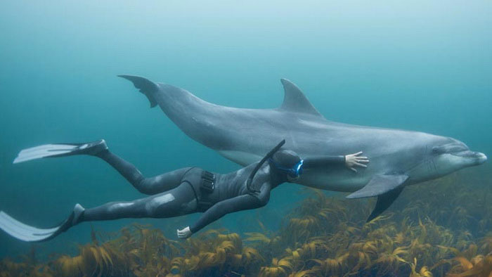 Фотография: 7 неприятных фактов о дельфинах, которые изменят ваше к ним отношение №3 - BigPicture.ru