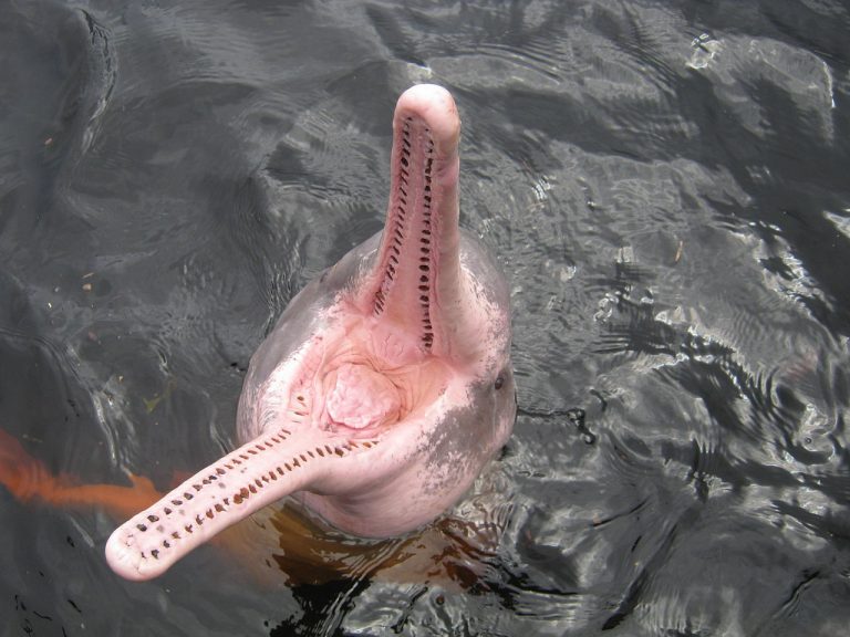 Фотография: 7 неприятных фактов о дельфинах, которые изменят ваше к ним отношение №5 - BigPicture.ru