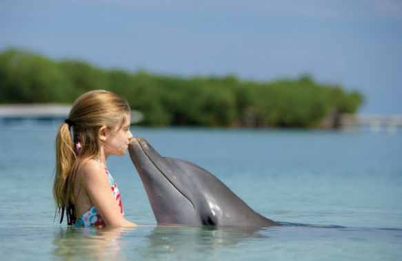 Фотография: 7 неприятных фактов о дельфинах, которые изменят ваше к ним отношение №9 - BigPicture.ru