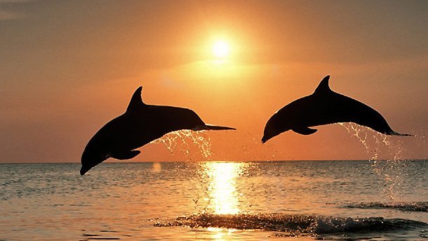Фотография: 7 неприятных фактов о дельфинах, которые изменят ваше к ним отношение №6 - BigPicture.ru