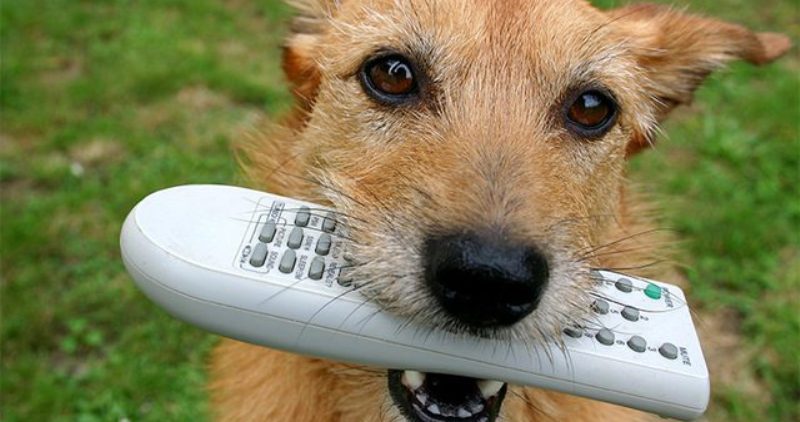 Фотография: В Израиле придумали дистанционный пульт управления собакой №1 - BigPicture.ru