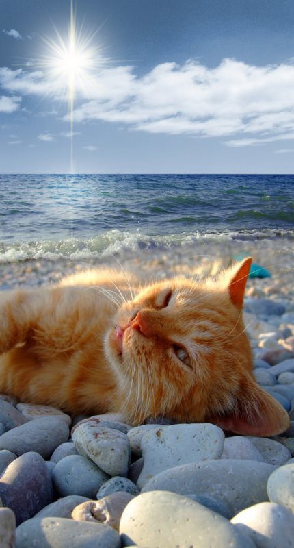 Фотография: Даже они на отдыхе, а ты нет: фотографии котиков, которые вызовут зависть №6 - BigPicture.ru