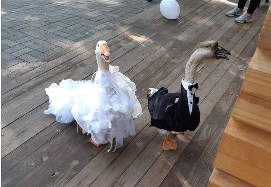Фотография: В Минске поженили гусей, несмотря на запрет властей №3 - BigPicture.ru