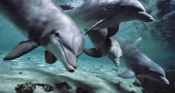 7 неприятных фактов о дельфинах, которые изменят ваше к ним отношение
