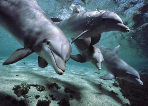 7 неприятных фактов о дельфинах, которые изменят ваше к ним отношение