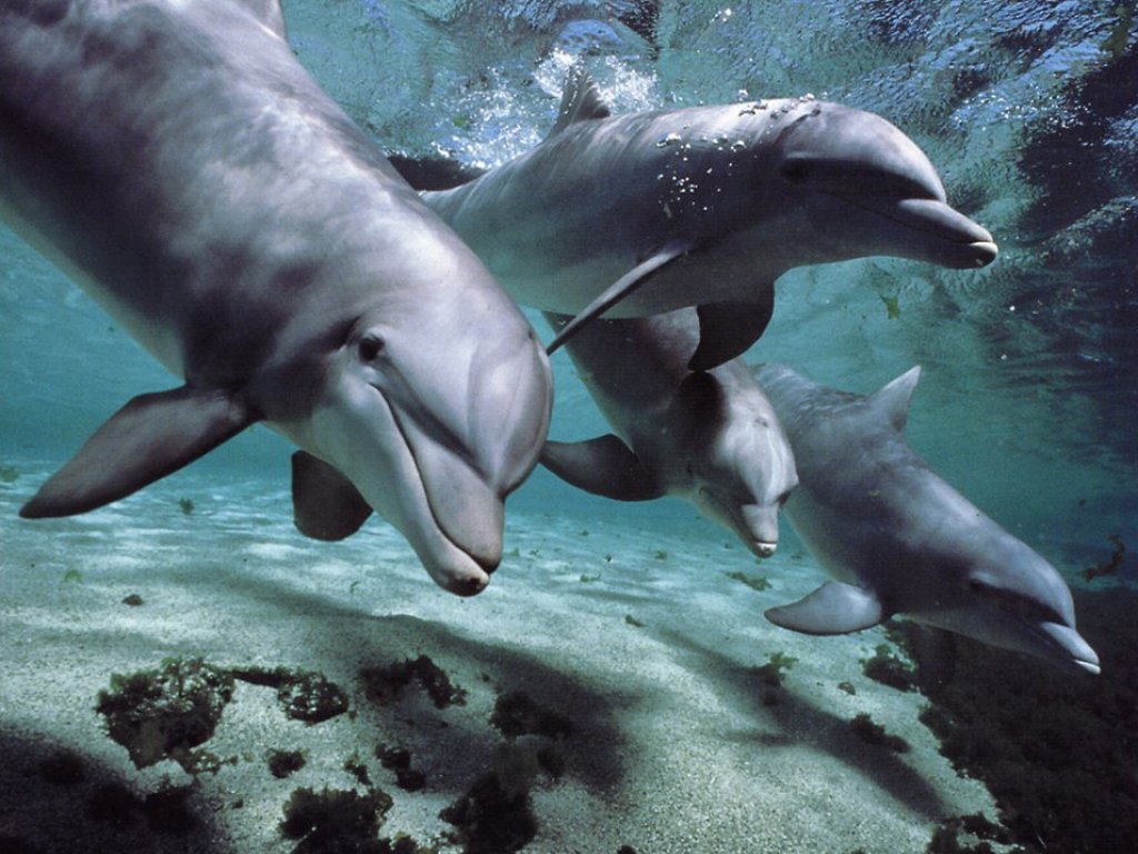 Фотография: 7 неприятных фактов о дельфинах, которые изменят ваше к ним отношение №1 - BigPicture.ru