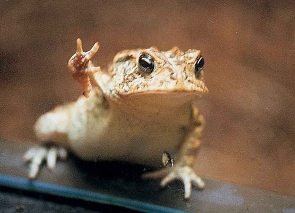 Фотография: Вот и дождались: жаба Тоби — восходящая звезда интернета №1 - BigPicture.ru