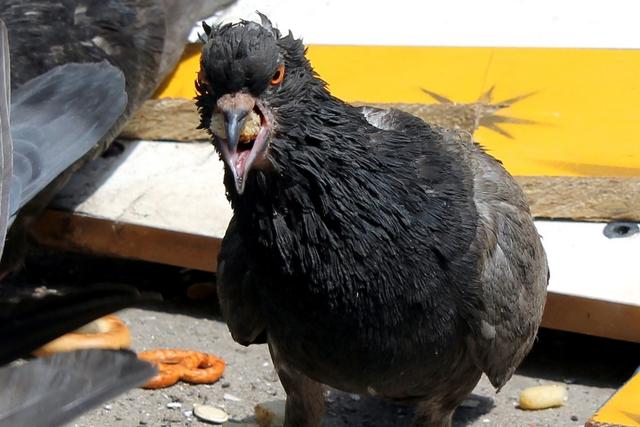 Фотография: Санкции городских властей против голубей: чем птица мира насолила людям №8 - BigPicture.ru