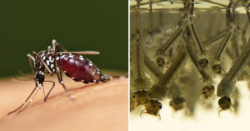 Фотография: 5 стадий комариной жизни: от яйца до зимней спячки №1 - BigPicture.ru