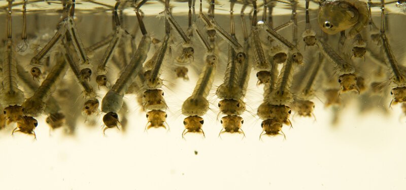 Фотография: 5 стадий комариной жизни: от яйца до зимней спячки №3 - BigPicture.ru