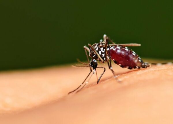 5 стадий комариной жизни — от яйца до зимней спячки