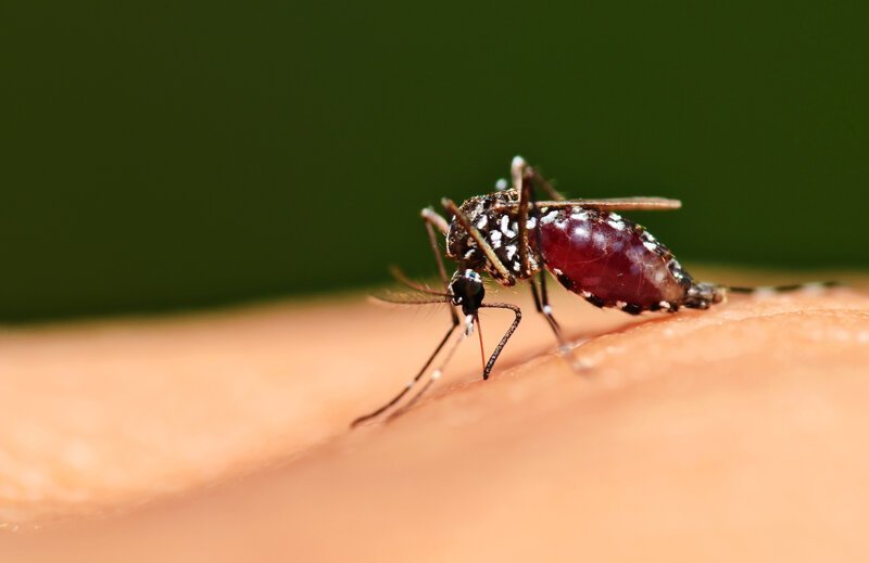 Фотография: 5 стадий комариной жизни: от яйца до зимней спячки №5 - BigPicture.ru