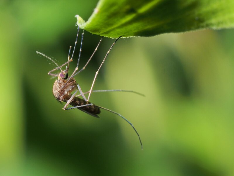 Фотография: 5 стадий комариной жизни: от яйца до зимней спячки №6 - BigPicture.ru