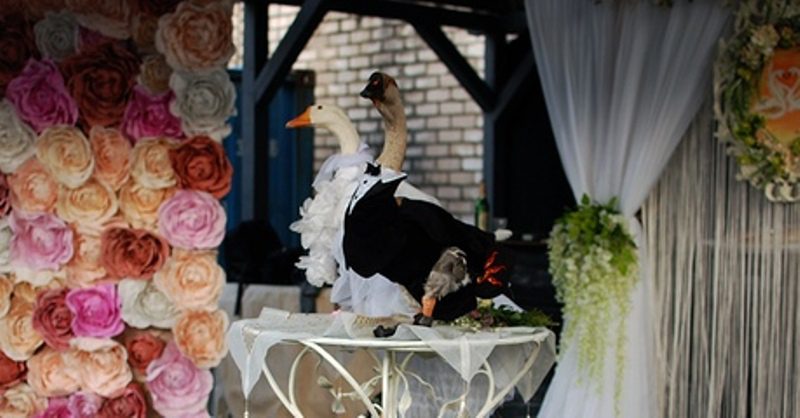 Фотография: В Минске поженили гусей, несмотря на запрет властей №1 - BigPicture.ru