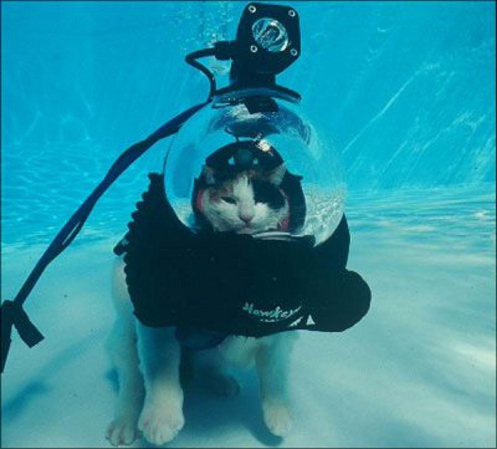 Кошка под водой