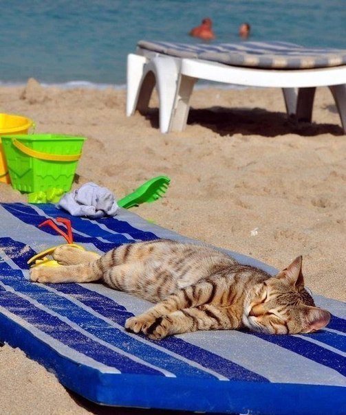 Фотография: Даже они на отдыхе, а ты нет: фотографии котиков, которые вызовут зависть №9 - BigPicture.ru