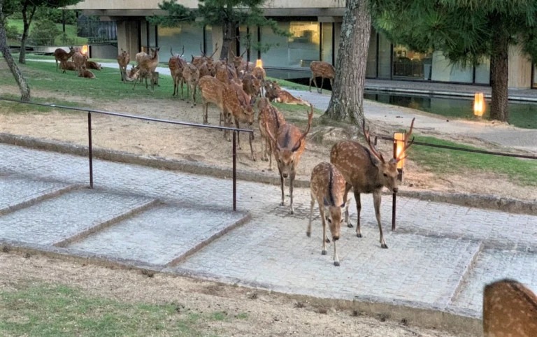 Фотография: Рогатый феномен: сотни оленей в парке Нара ежедневно собираются в одно и то же время №2 - BigPicture.ru