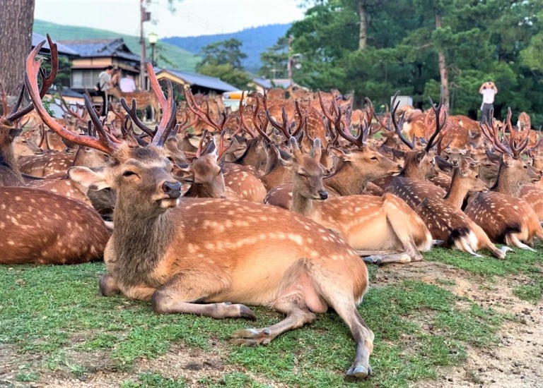 Фотография: Рогатый феномен: сотни оленей в парке Нара ежедневно собираются в одно и то же время №3 - BigPicture.ru