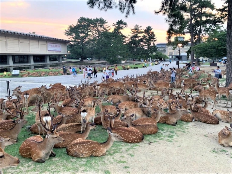 Фотография: Рогатый феномен: сотни оленей в парке Нара ежедневно собираются в одно и то же время №7 - BigPicture.ru