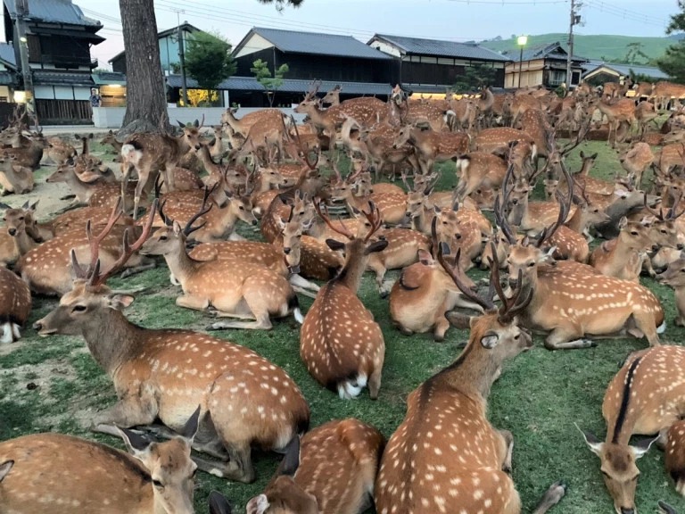 Фотография: Рогатый феномен: сотни оленей в парке Нара ежедневно собираются в одно и то же время №8 - BigPicture.ru
