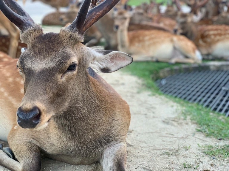 Фотография: Рогатый феномен: сотни оленей в парке Нара ежедневно собираются в одно и то же время №5 - BigPicture.ru