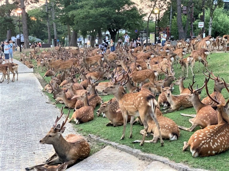 Фотография: Рогатый феномен: сотни оленей в парке Нара ежедневно собираются в одно и то же время №4 - BigPicture.ru