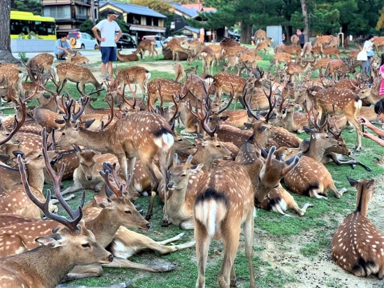 Фотография: Рогатый феномен: сотни оленей в парке Нара ежедневно собираются в одно и то же время №9 - BigPicture.ru