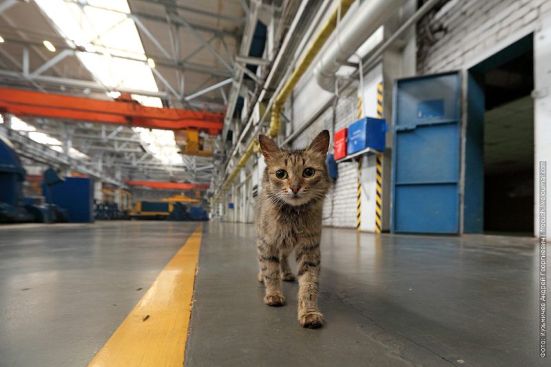 Фотография: Работящие коты-заводчане: они никогда не скажут, что у них лапки №12 - BigPicture.ru