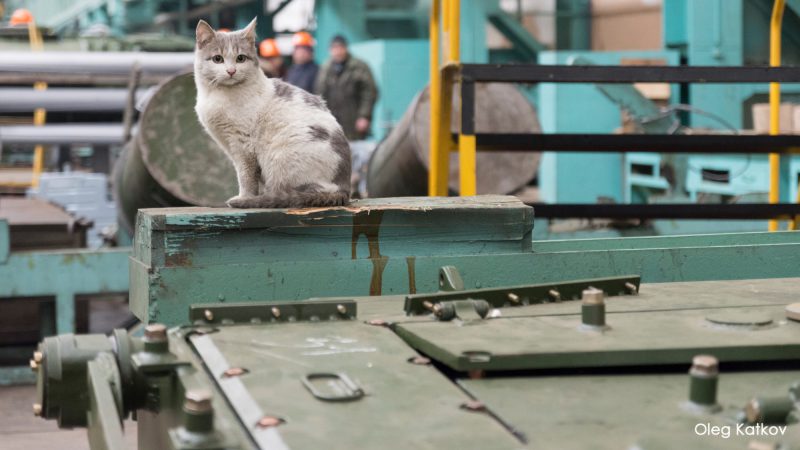 Фотография: Работящие коты-заводчане: они никогда не скажут, что у них лапки №3 - BigPicture.ru
