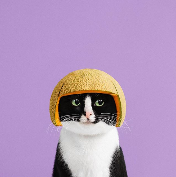 Фотография: Принцесса Чито: творческая жизнь самой обыкновенной кошки №7 - BigPicture.ru
