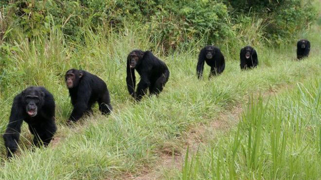Фотография: Все как у людей: как два клана шимпанзе устроили 4-летнюю кровавую войну №5 - BigPicture.ru