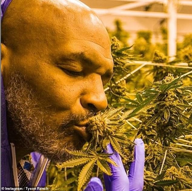 Боксеры марихуана купить фен наркотик в москве