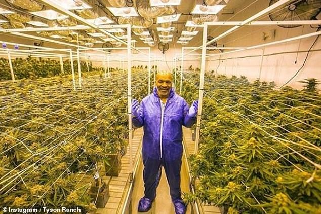 Фотография: Веселый боксер: Майк Тайсон выращивает на своем ранчо марихуану и угощает ею гостей №4 - BigPicture.ru