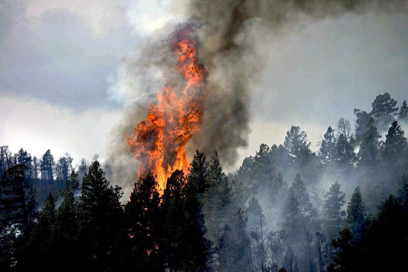 Фотография: Почему горят леса? Эксперты назвали причину ухудшения пожарной ситуации на планете №6 - BigPicture.ru