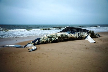 Фотография: Почему взрываются киты? Как из-за морских гигантов происходят катастрофы местного масштаба №2 - BigPicture.ru