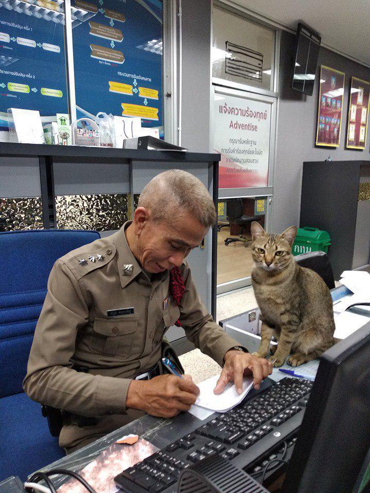 Фотография: Пушистая полиция: в Тайланде в полицейском участке служит кот №6 - BigPicture.ru