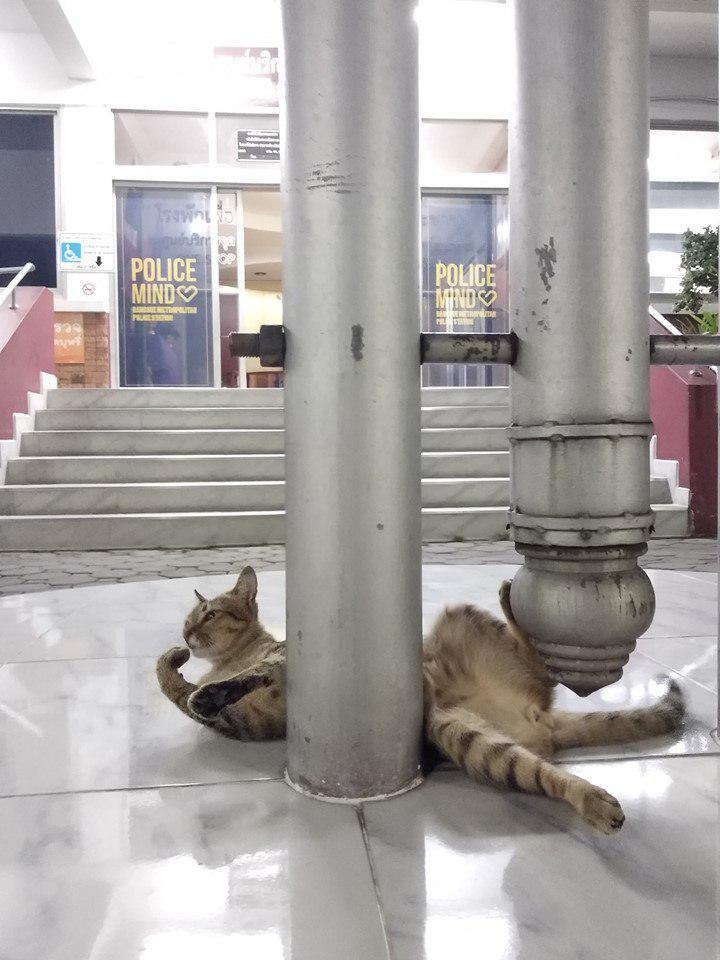 Фотография: Пушистая полиция: в Тайланде в полицейском участке служит кот №9 - BigPicture.ru