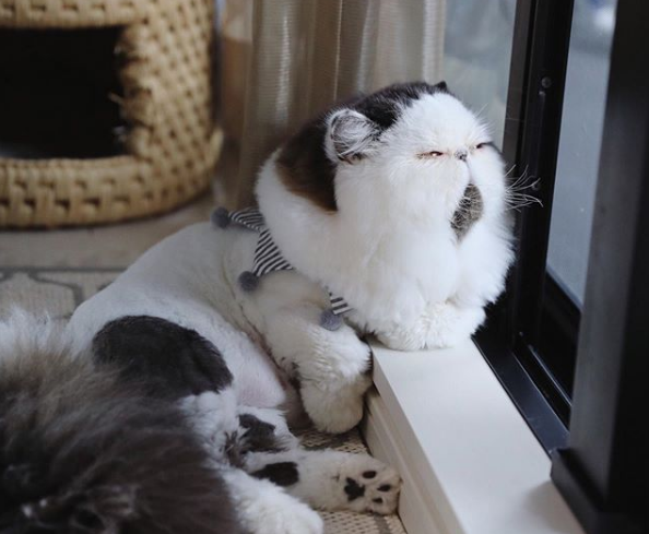 Фотография: Томный котик по имени Зуу покоряет сердца пользователей №6 - BigPicture.ru