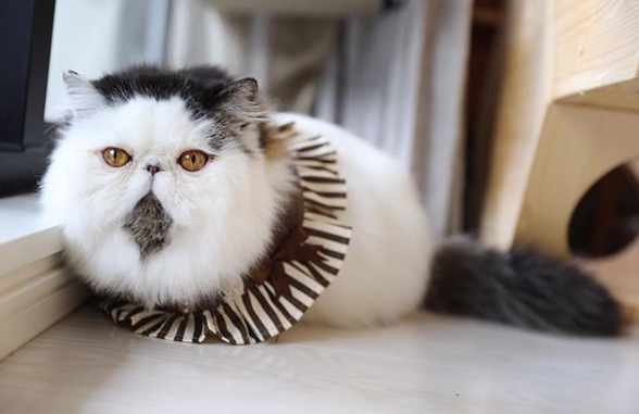 Фотография: Томный котик по имени Зуу покоряет сердца пользователей №9 - BigPicture.ru