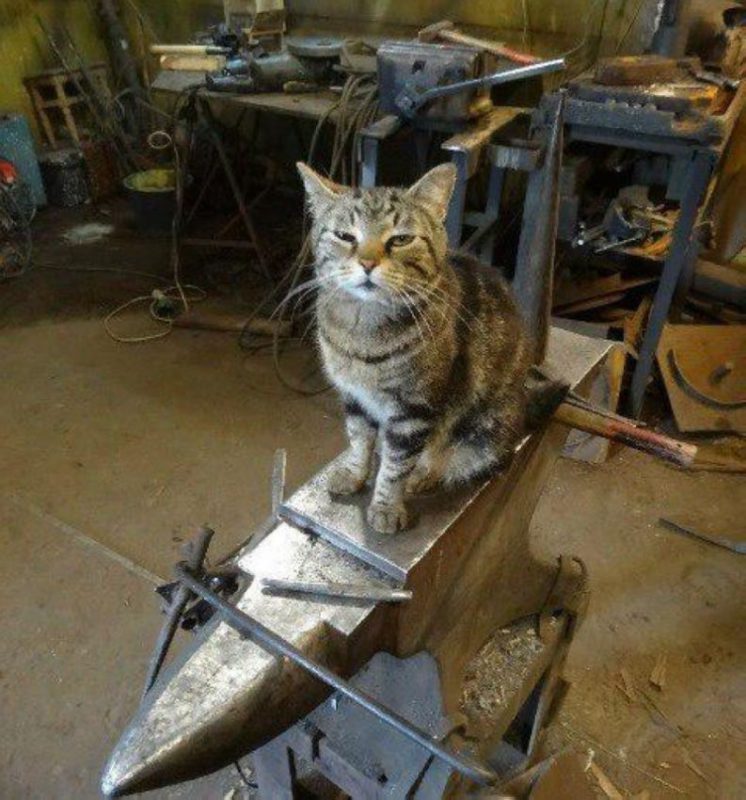 Фотография: Работящие коты-заводчане: они никогда не скажут, что у них лапки №10 - BigPicture.ru