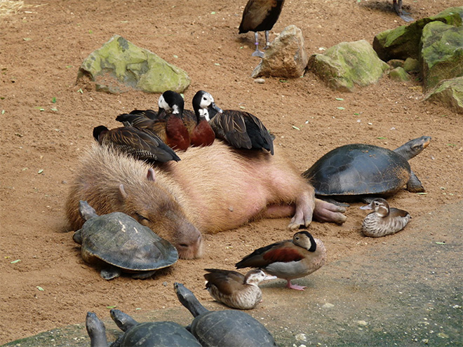 Фотография: 20 доказательств, что капибары — самые милые и дружелюбные животные в мире №2 - BigPicture.ru