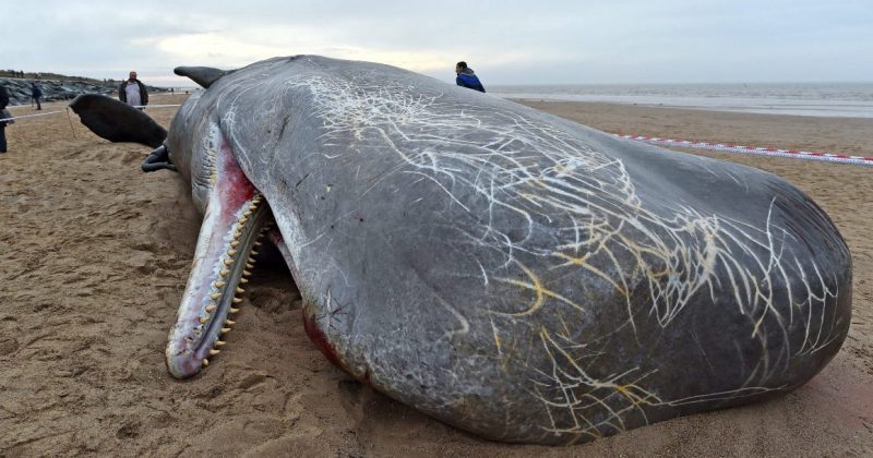 Фотография: Почему взрываются киты? Как из-за морских гигантов происходят катастрофы местного масштаба №1 - BigPicture.ru