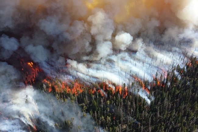 Фотография: Почему горят леса? Эксперты назвали причину ухудшения пожарной ситуации на планете №2 - BigPicture.ru
