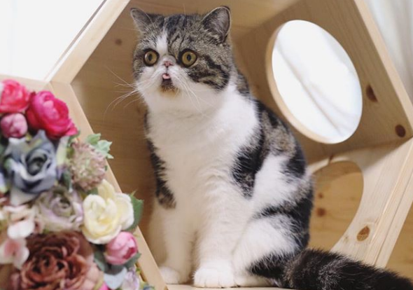 Фотография: Томный котик по имени Зуу покоряет сердца пользователей №8 - BigPicture.ru